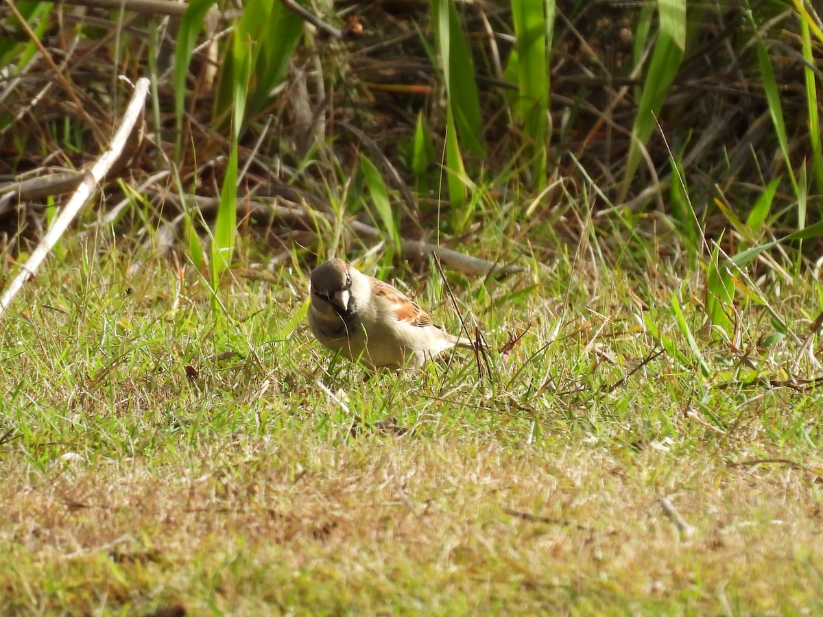 House Sparrow - ML620603719