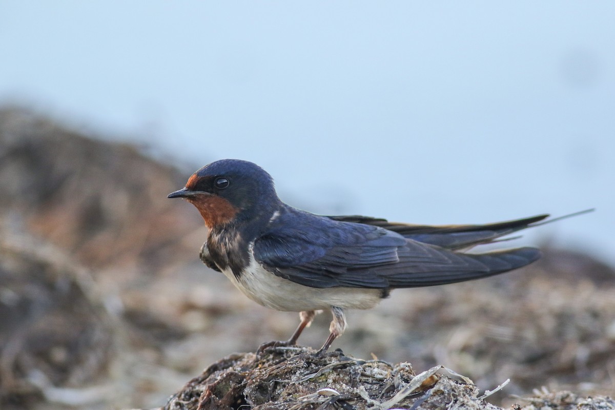 Barn Swallow - ML620603722