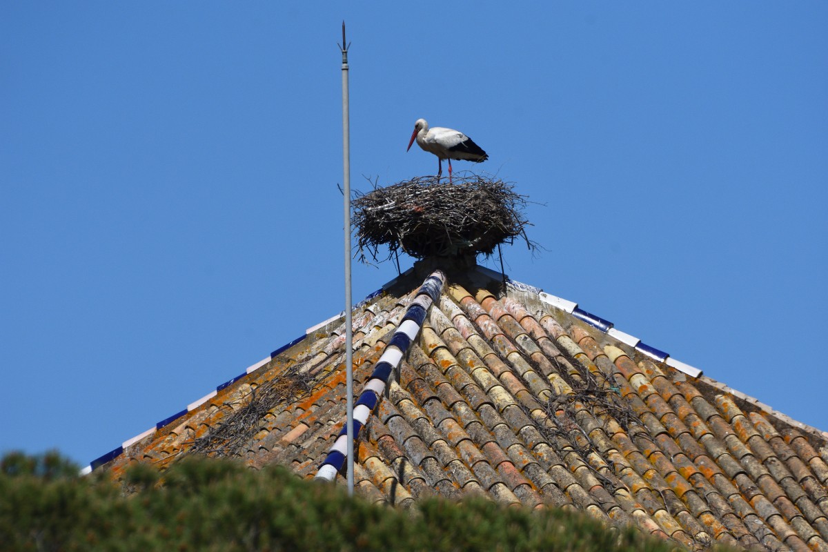 White Stork - ML620603732