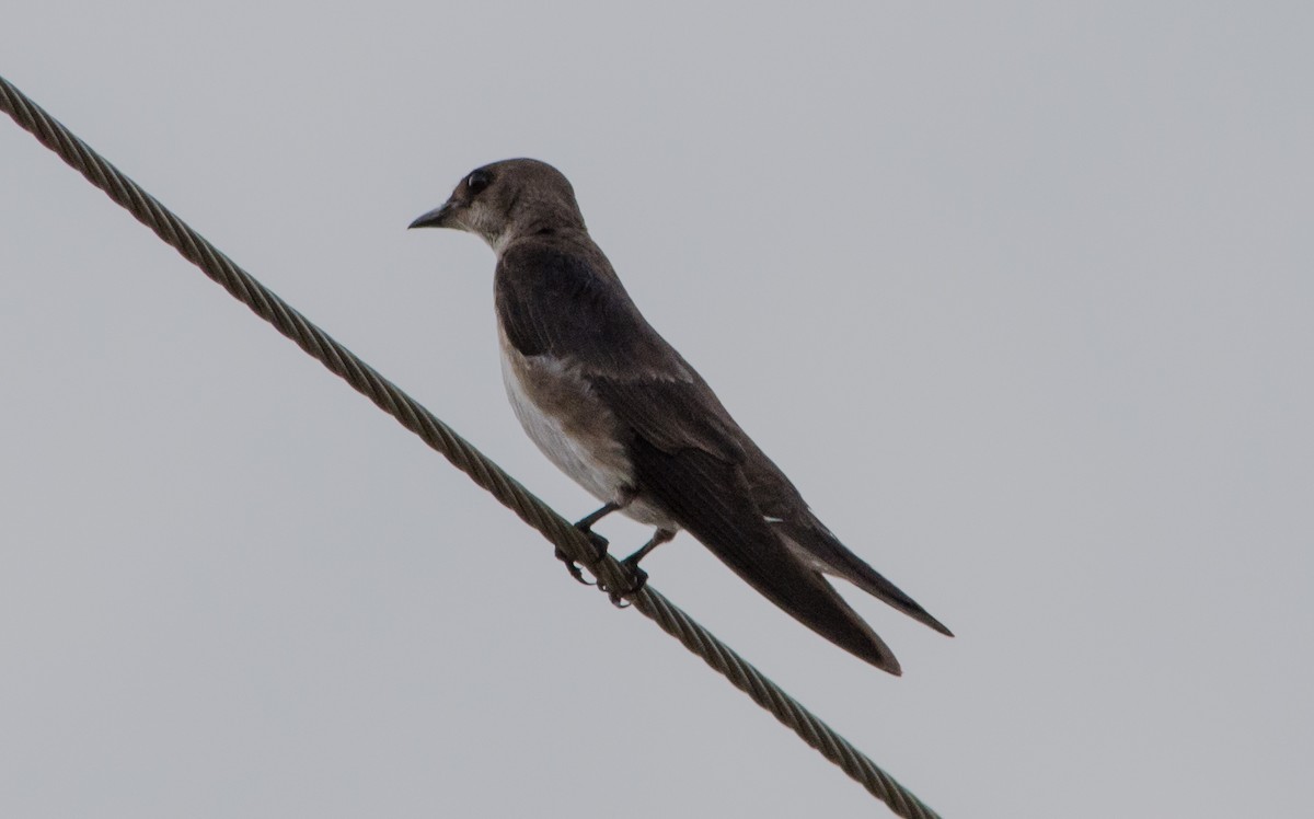 Brown-chested Martin - ML620603738