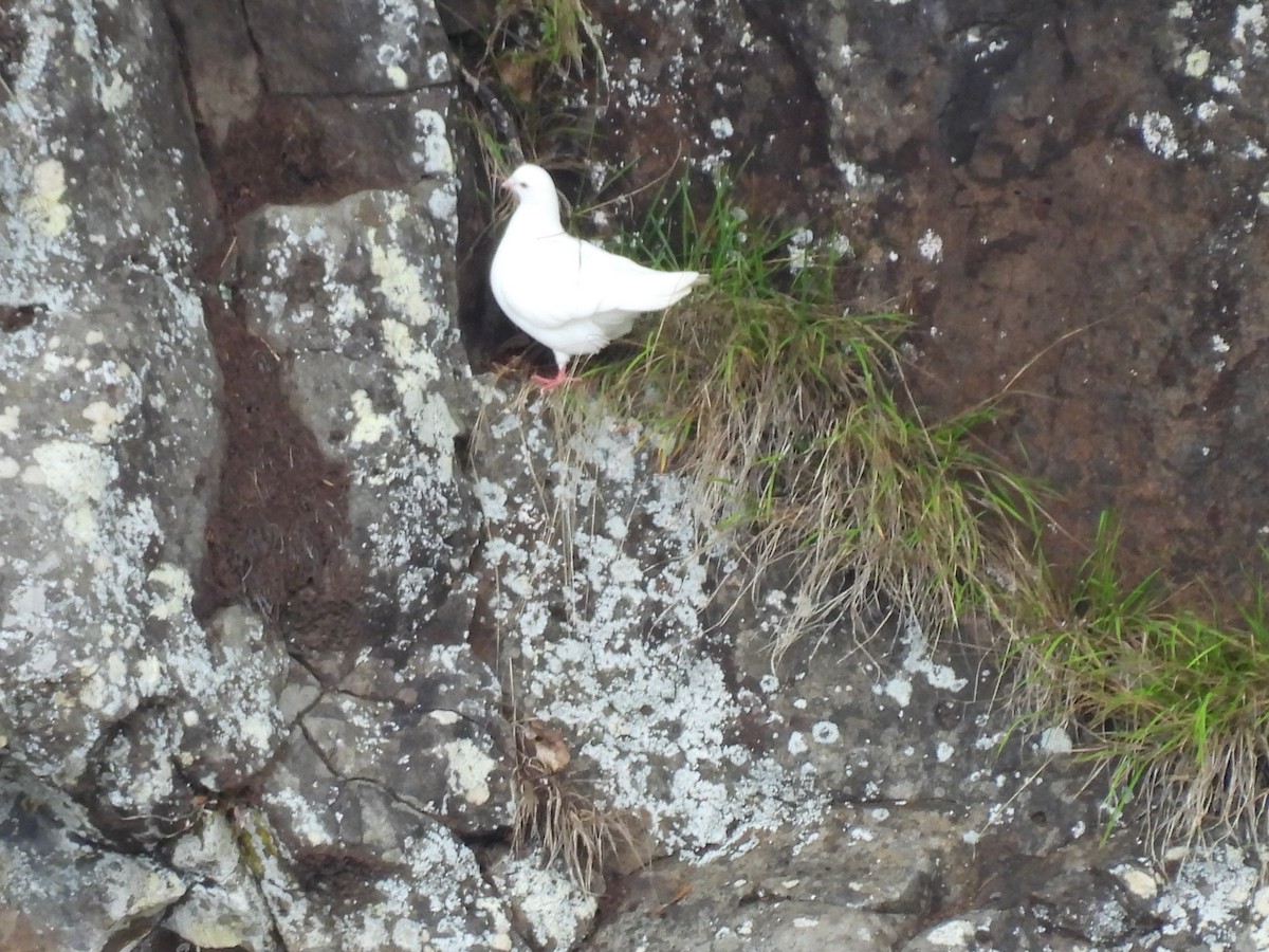 Rock Pigeon (Feral Pigeon) - ML620603741