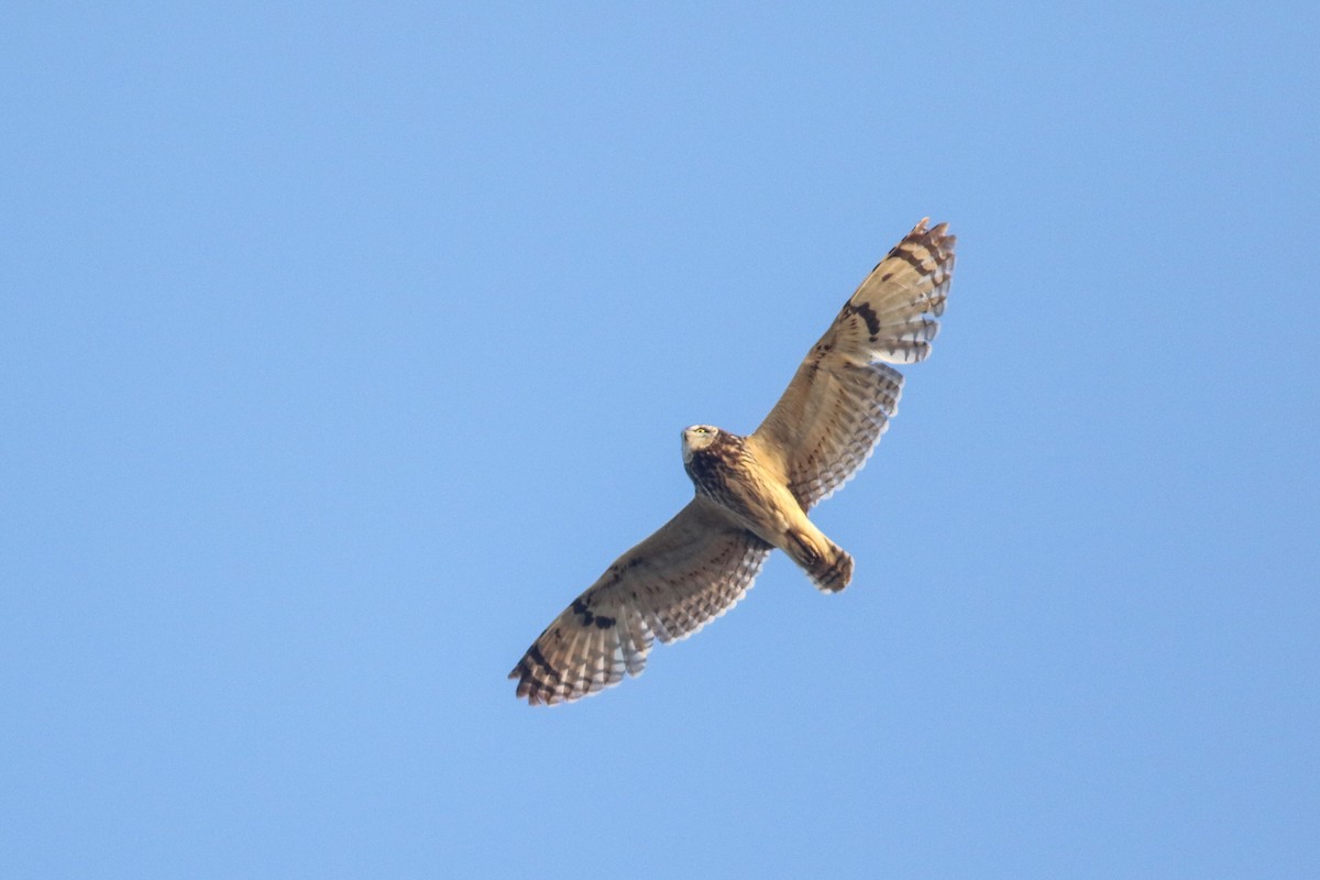 Short-eared Owl - ML620603743