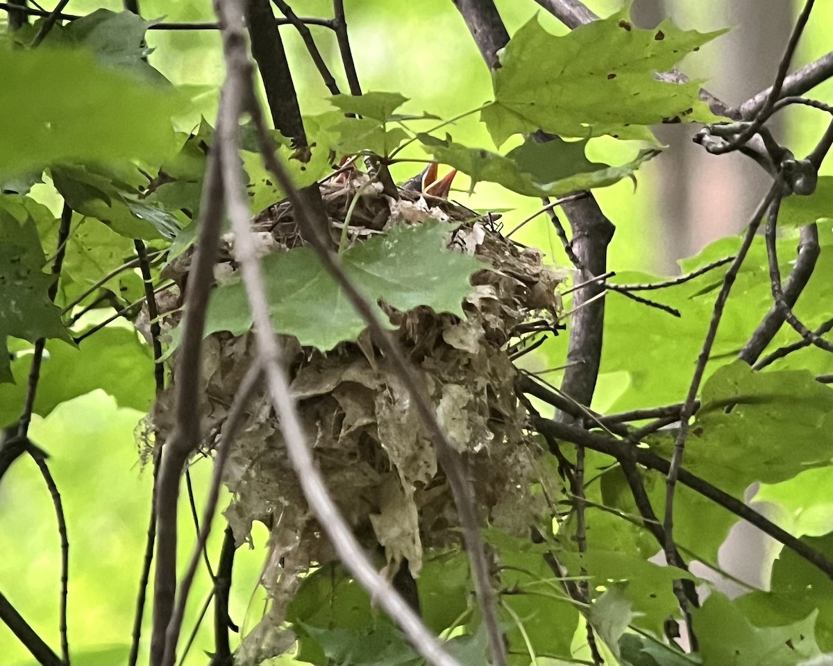 Wood Thrush - ML620603747