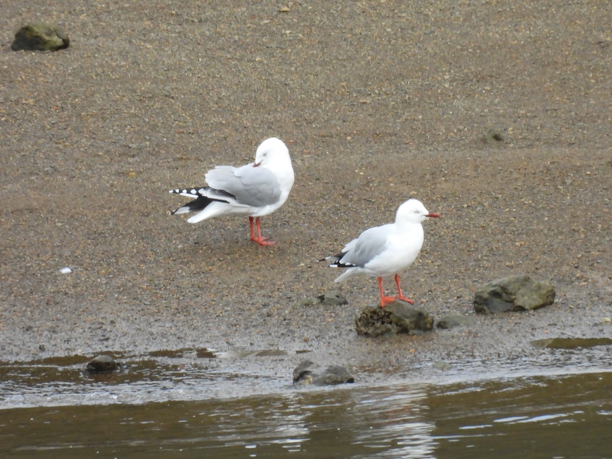 Gaviota Plateada - ML620603748