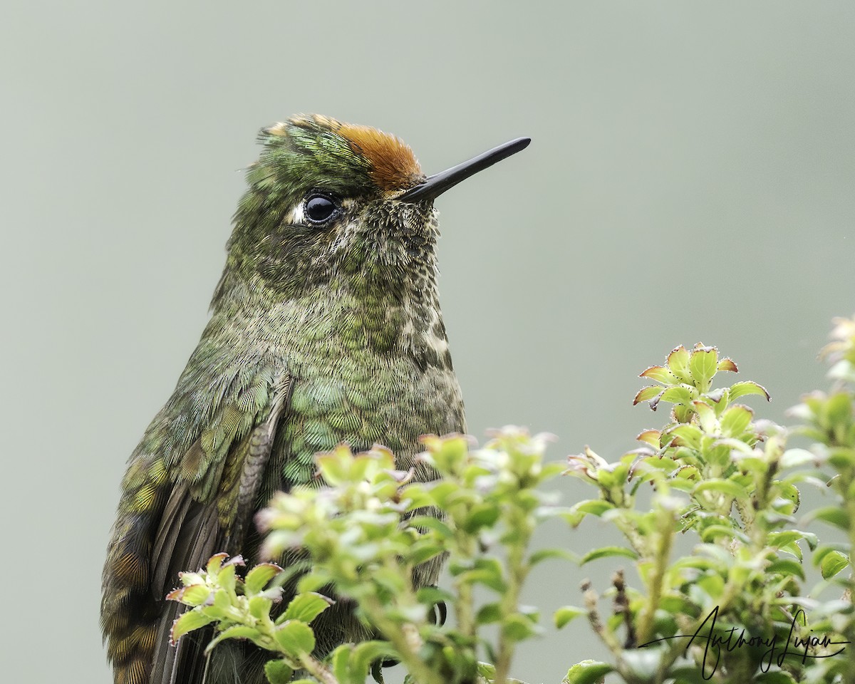 Rainbow-bearded Thornbill - ML620603752