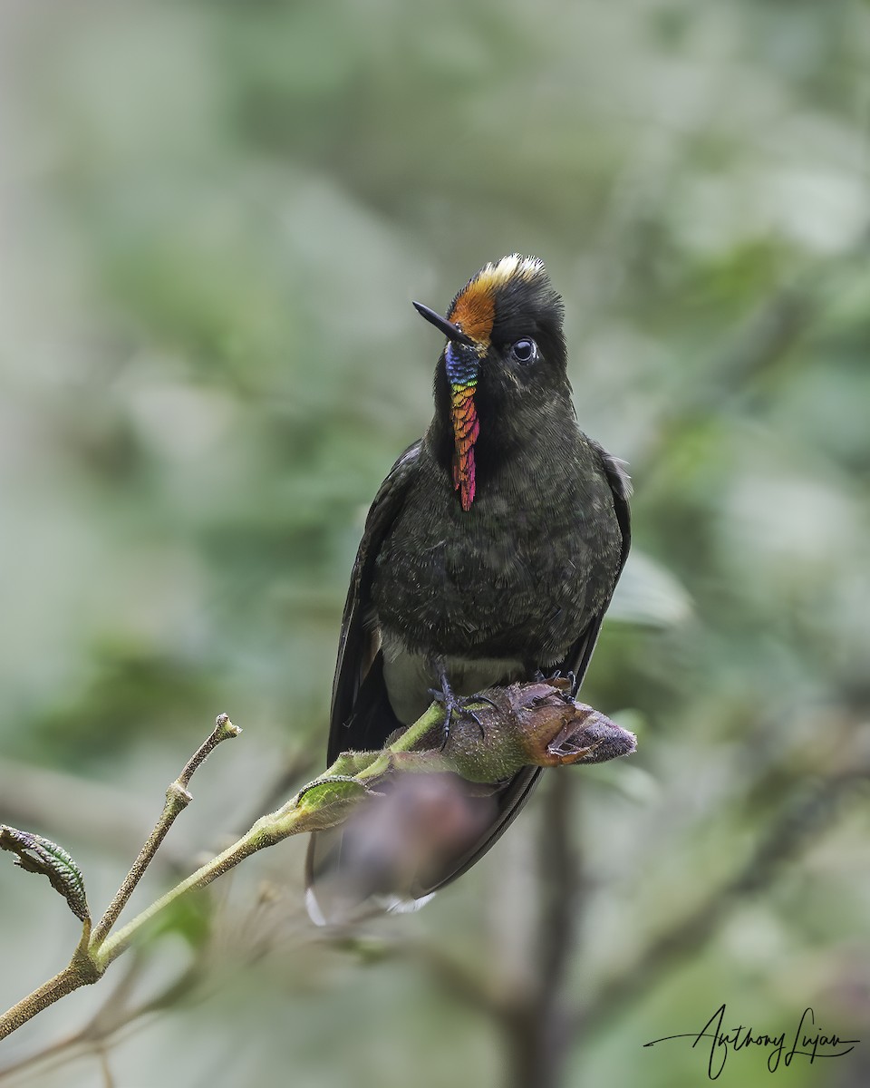 Rainbow-bearded Thornbill - ML620603753