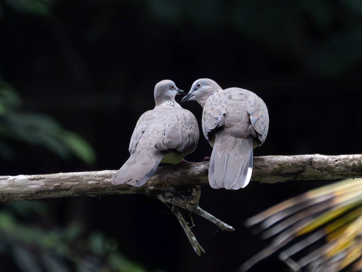 Spotted Dove - ML620603754