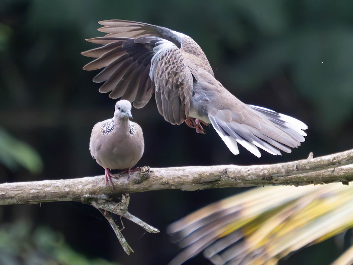 Spotted Dove - ML620603755