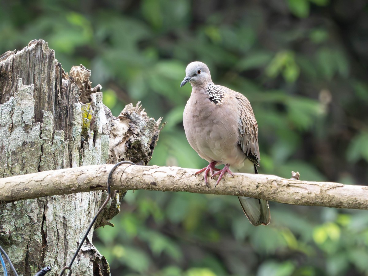 Spotted Dove - ML620603757