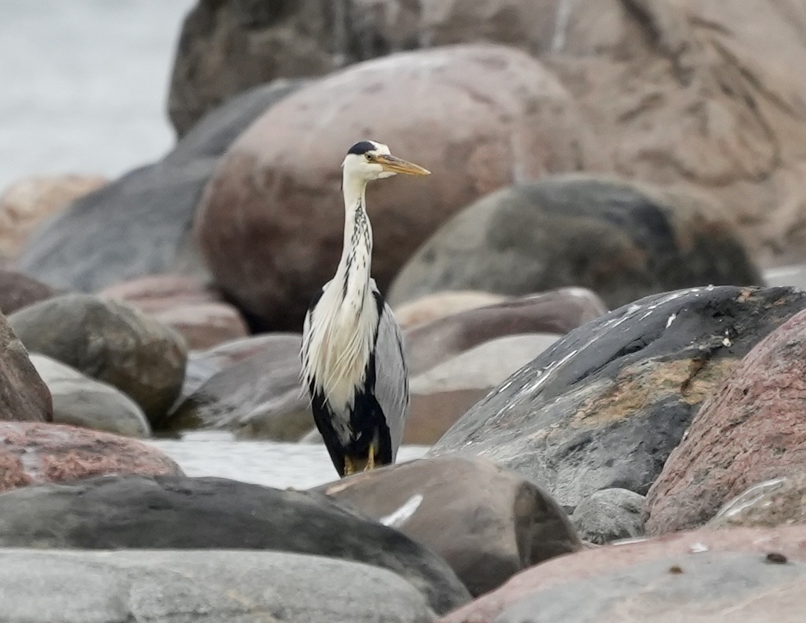 Gray Heron - Anthony Schlencker