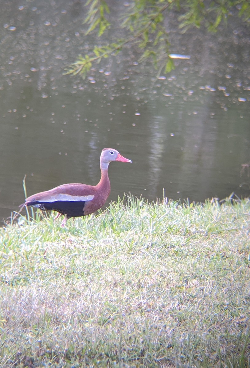 Black-bellied Whistling-Duck - ML620603765