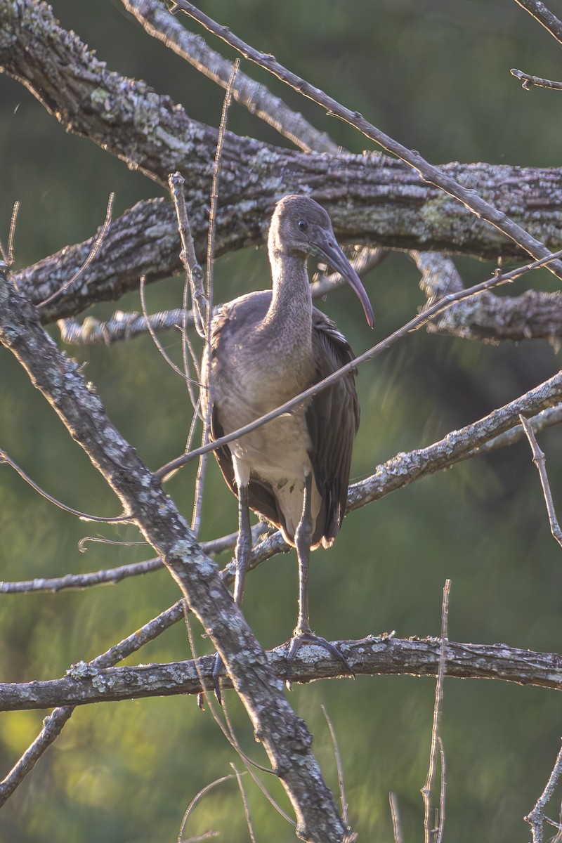 White Ibis - ML620603774