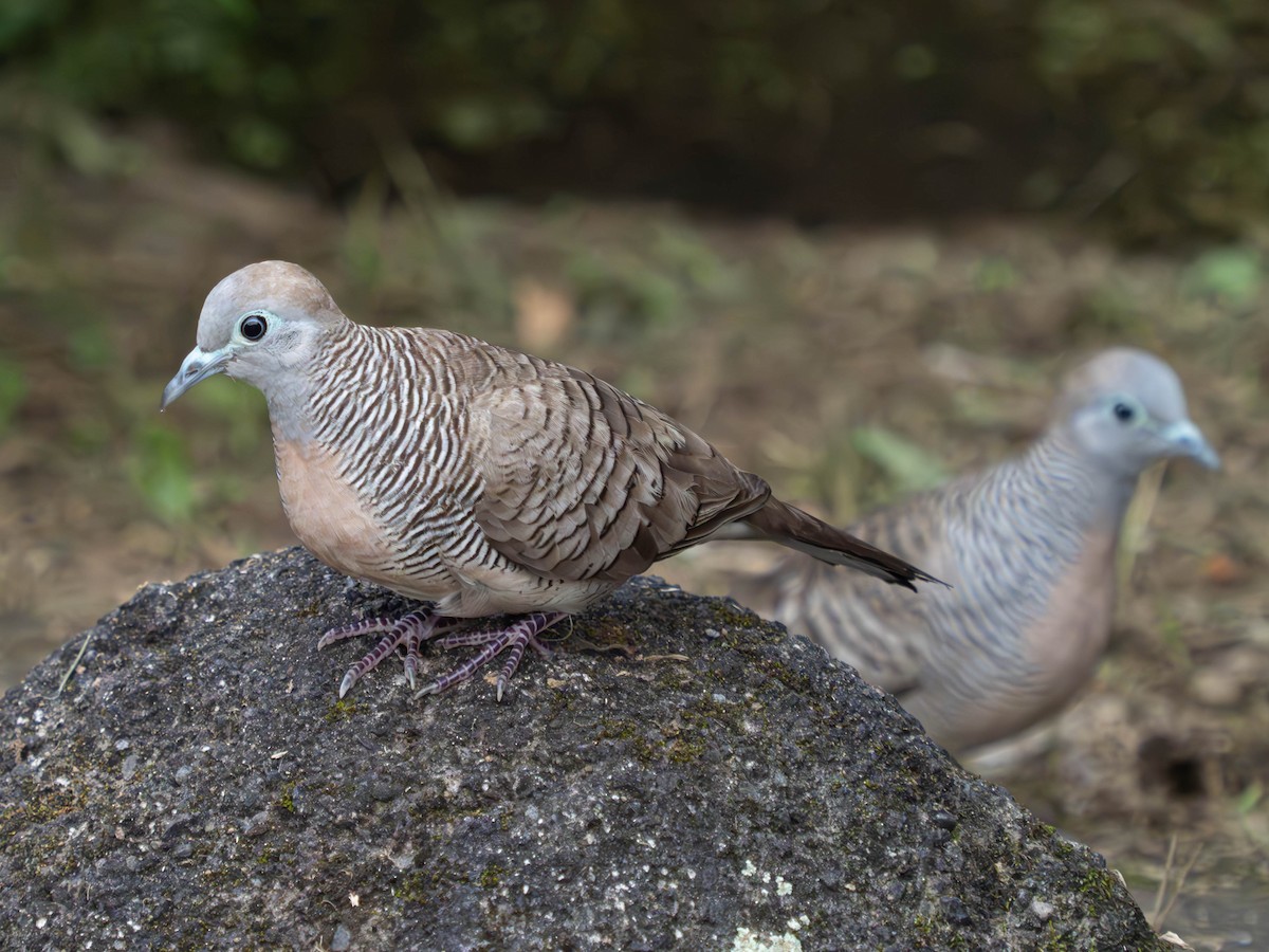 Zebra Dove - ML620603779