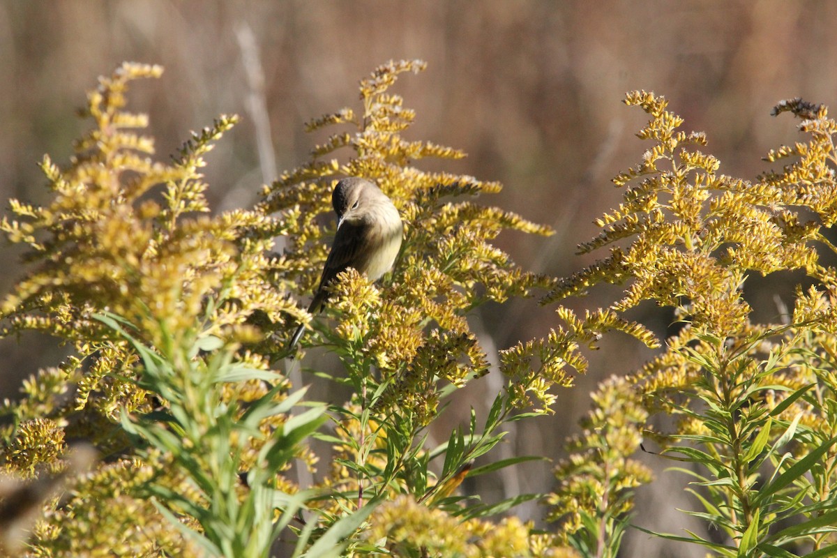 Palm Warbler - ML620603780