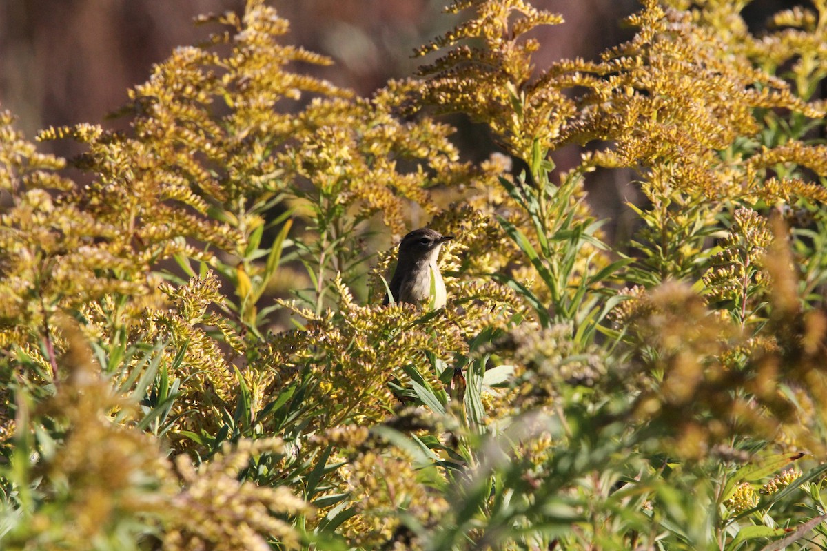 Paruline à couronne rousse - ML620603781