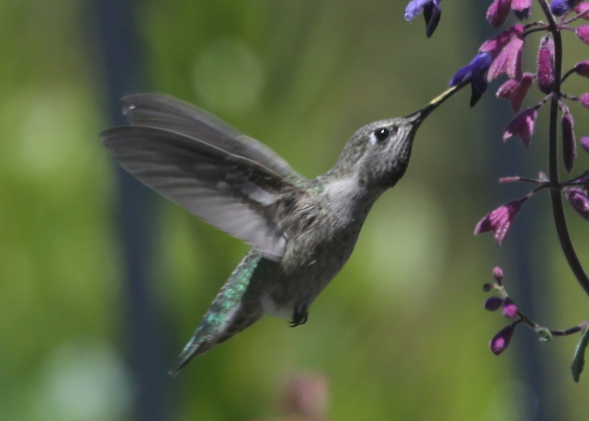 Trochilidae sp. - ML620603782