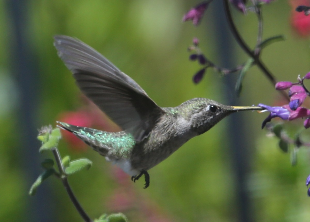 hummingbird sp. - ML620603783