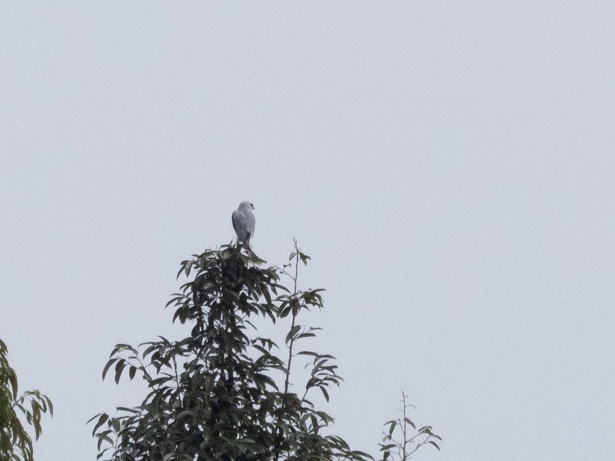 Black-winged Kite - ML620603786