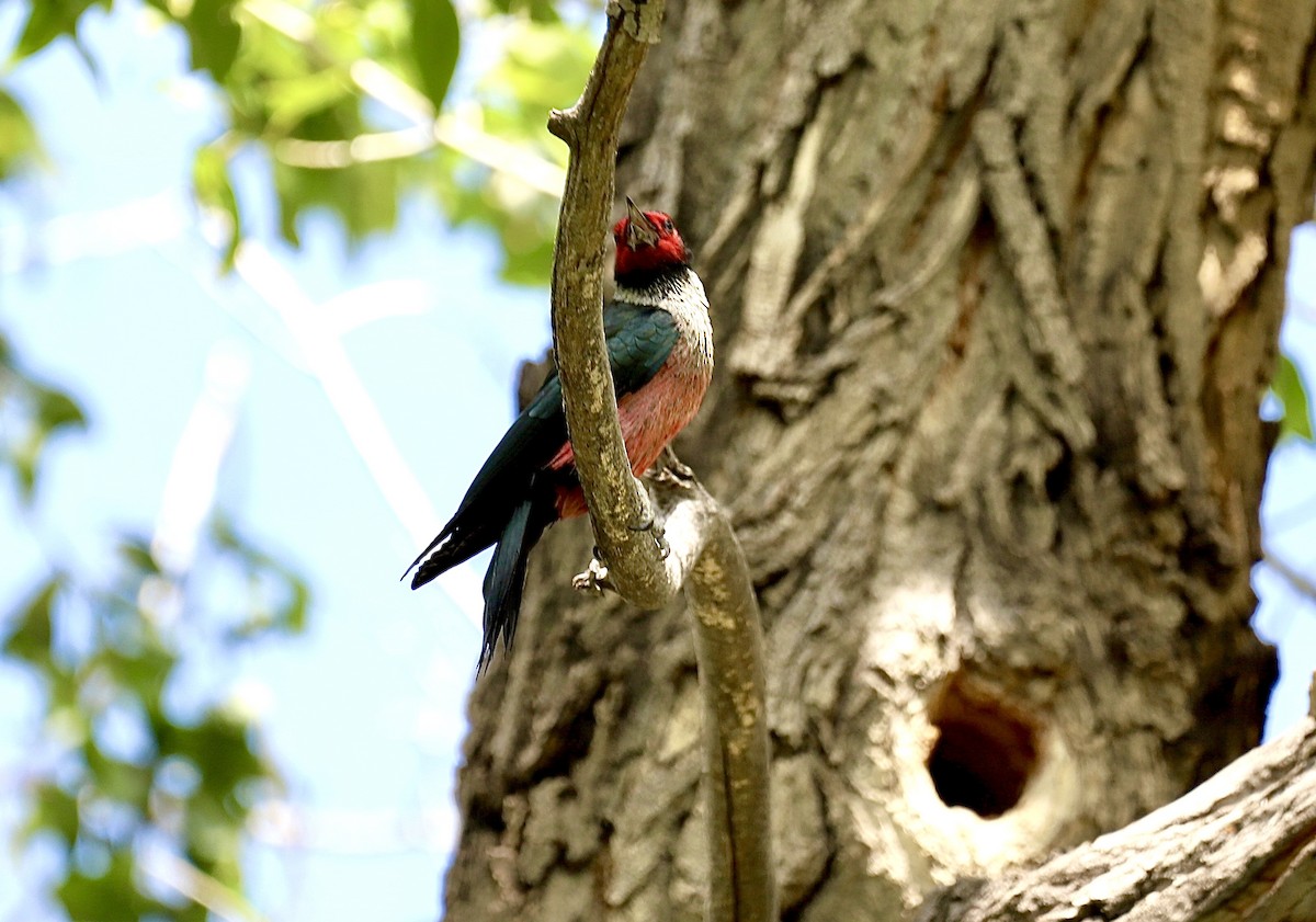 Lewis's Woodpecker - ML620603788