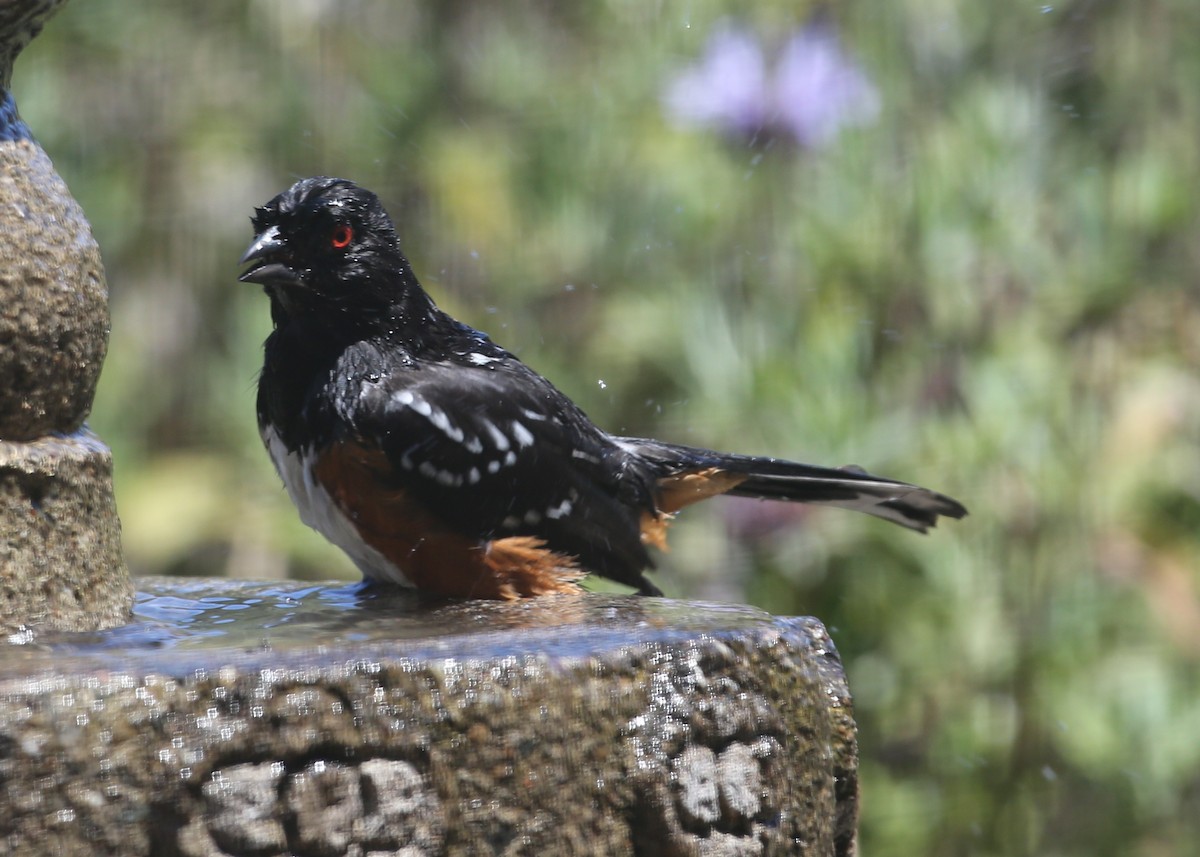 Spotted Towhee - ML620603792