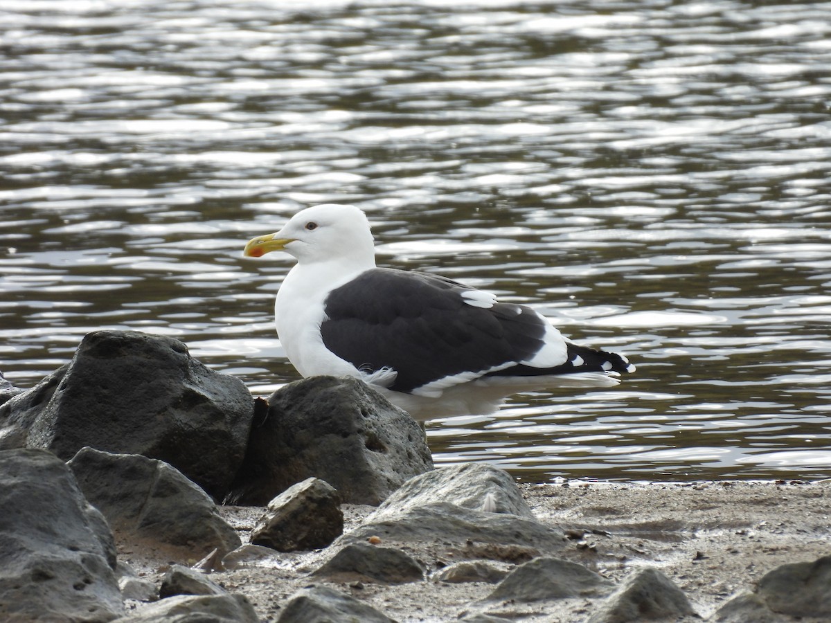 Kelp Gull - ML620603794