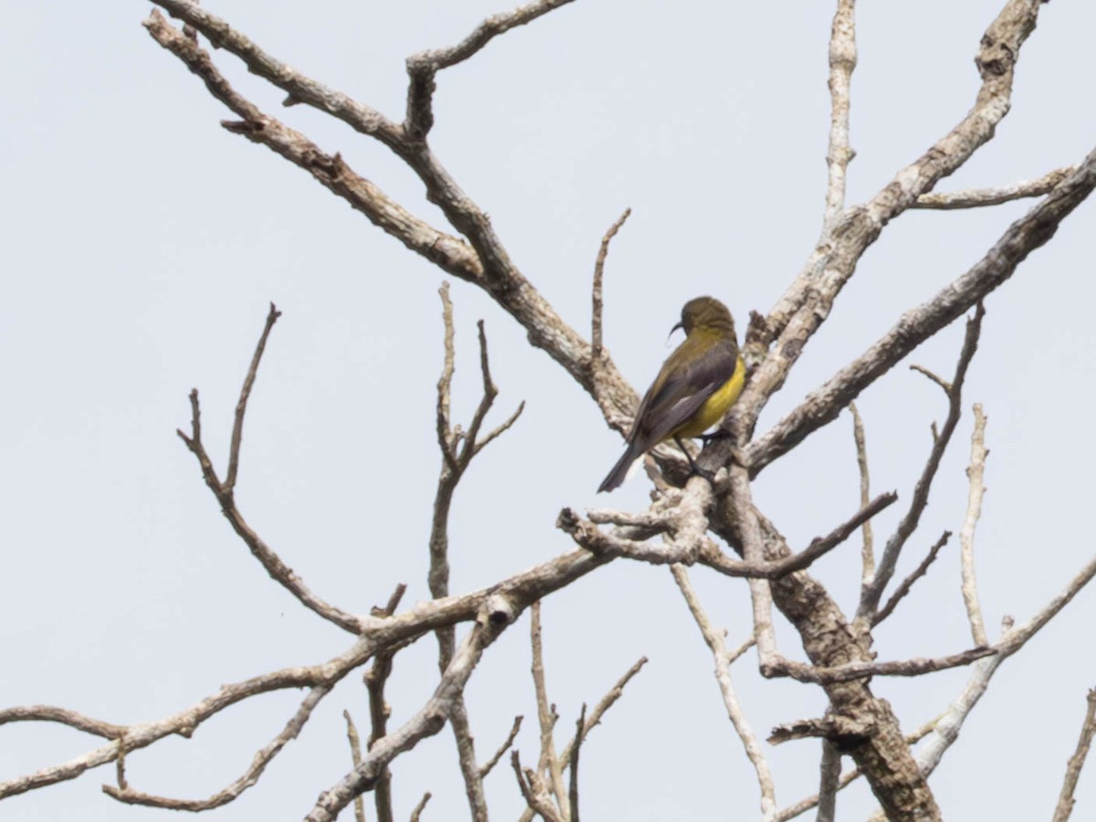 Ornate Sunbird - Domenec Anguera Vidal