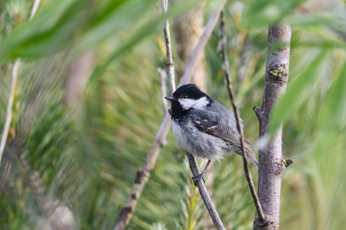 Coal Tit - ML620603800