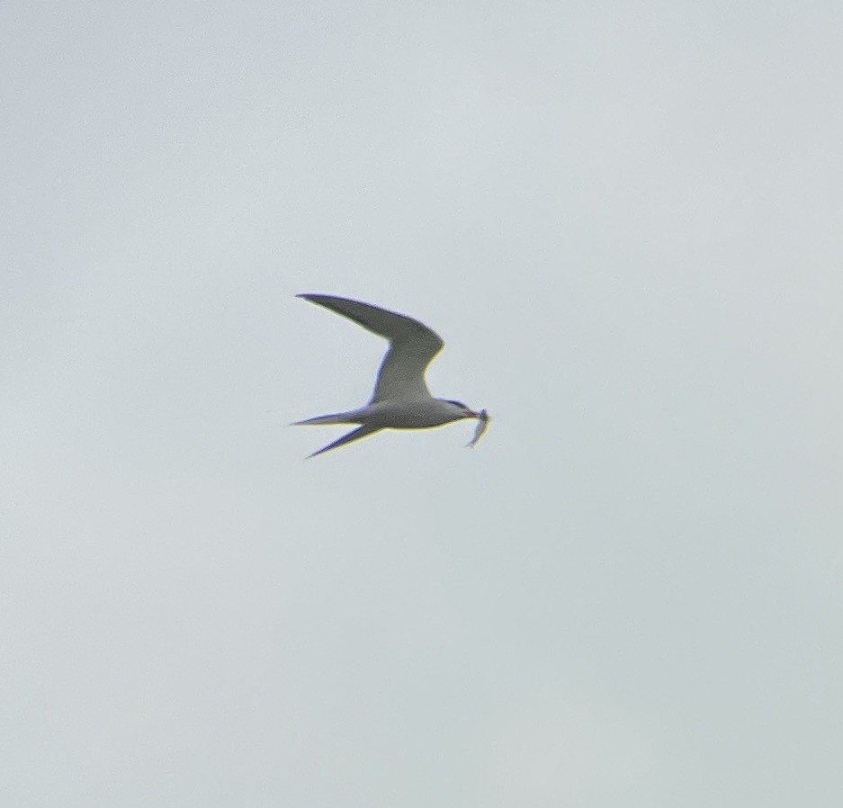 Common Tern - Kevin Gong