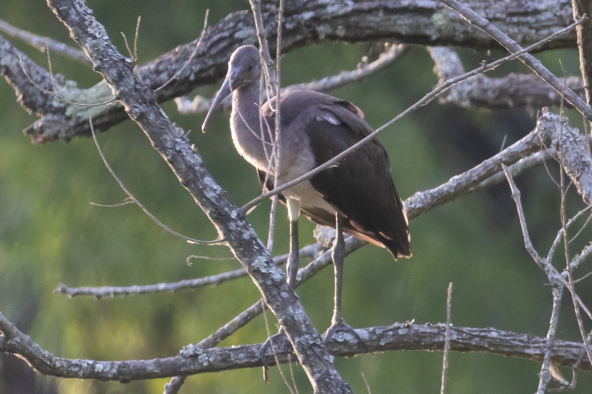 White Ibis - ML620603806