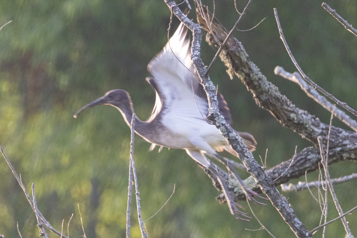 Ibis blanc - ML620603807