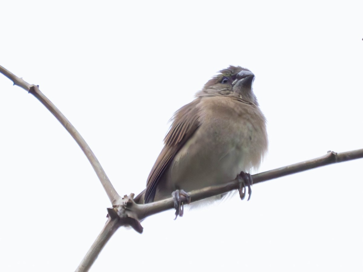 Scaly-breasted Munia - ML620603817