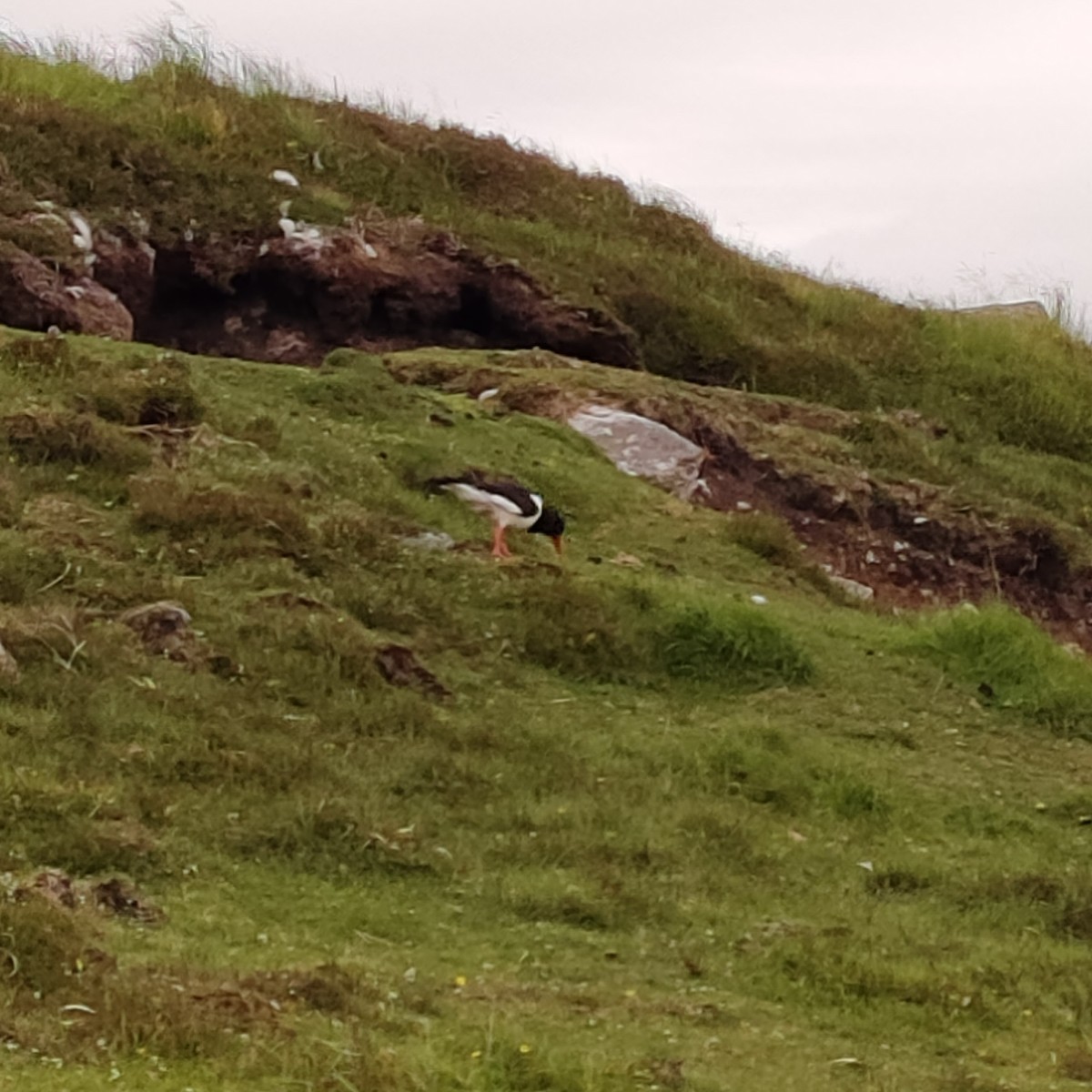 Eurasian Oystercatcher - ML620603819