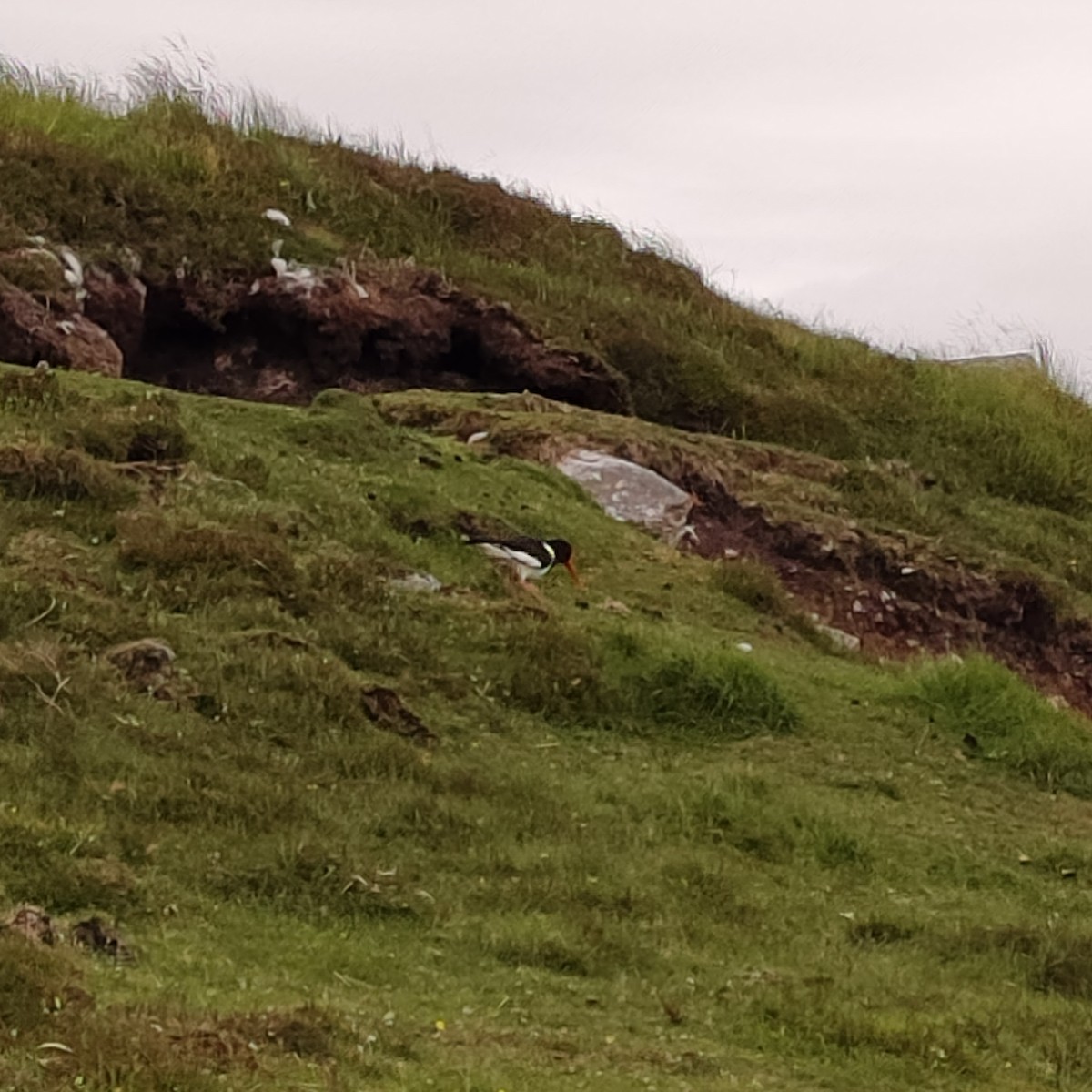 Eurasian Oystercatcher - ML620603820