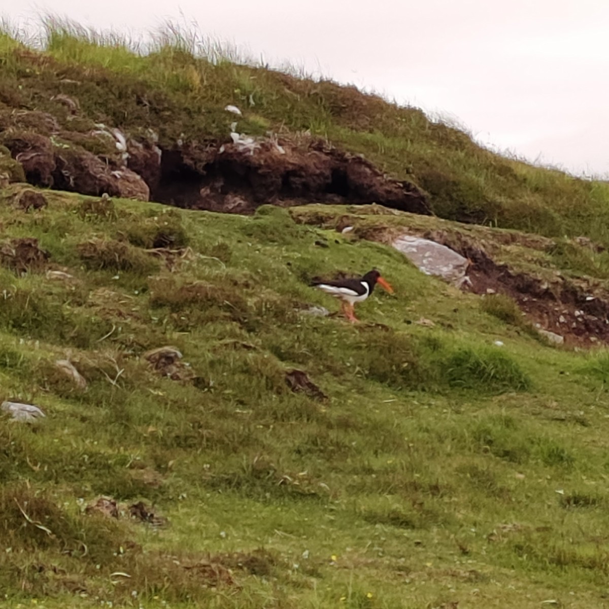 Eurasian Oystercatcher - ML620603821