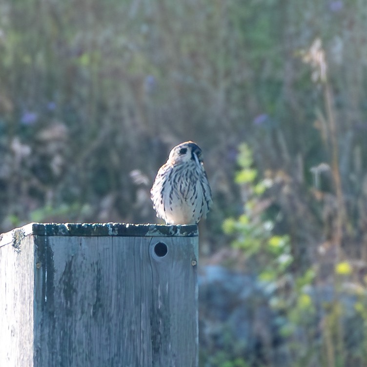 American Kestrel - ML620603823