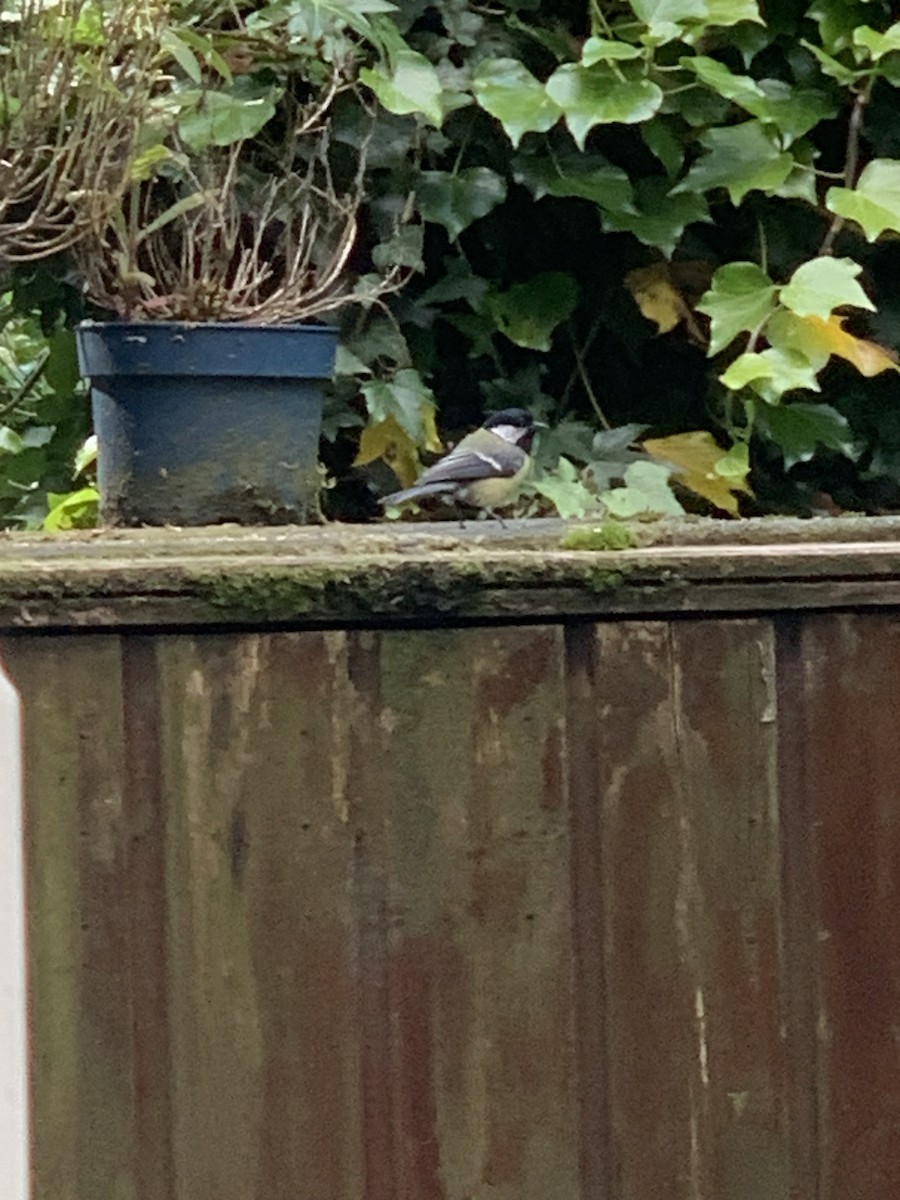 Great Tit - ML620603835