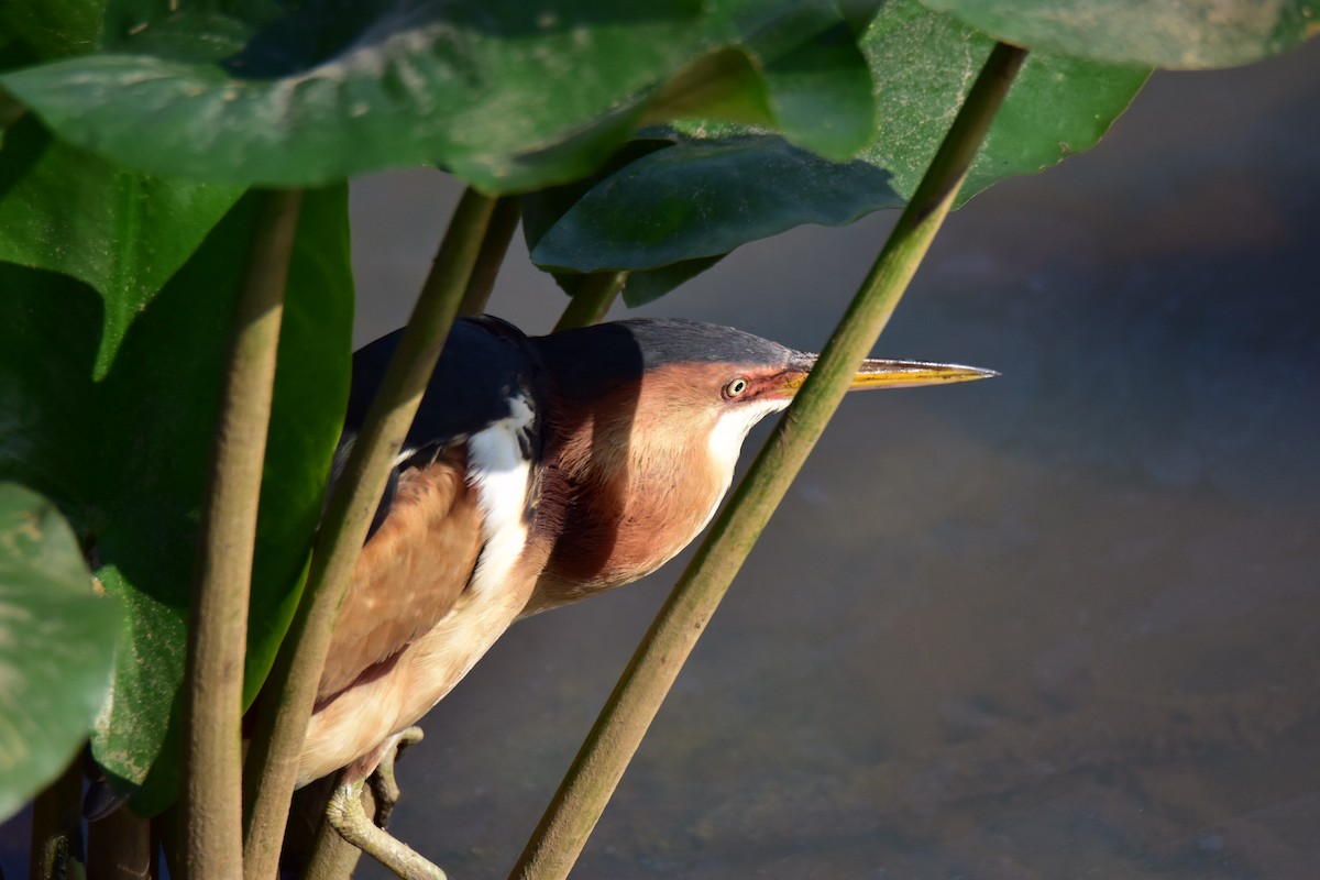 Least Bittern - ML620603839