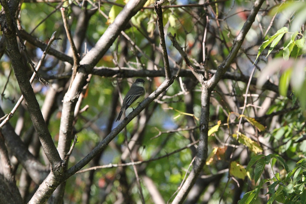 Eastern Phoebe - ML620603840