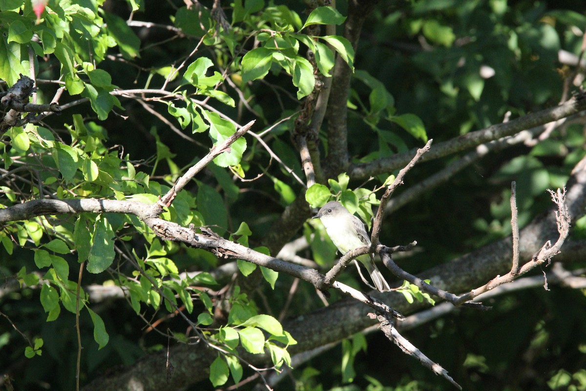 Eastern Phoebe - ML620603841