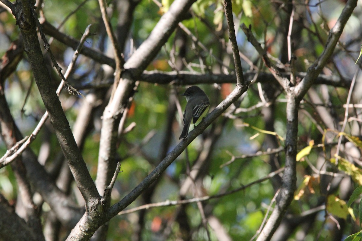 Eastern Phoebe - ML620603842