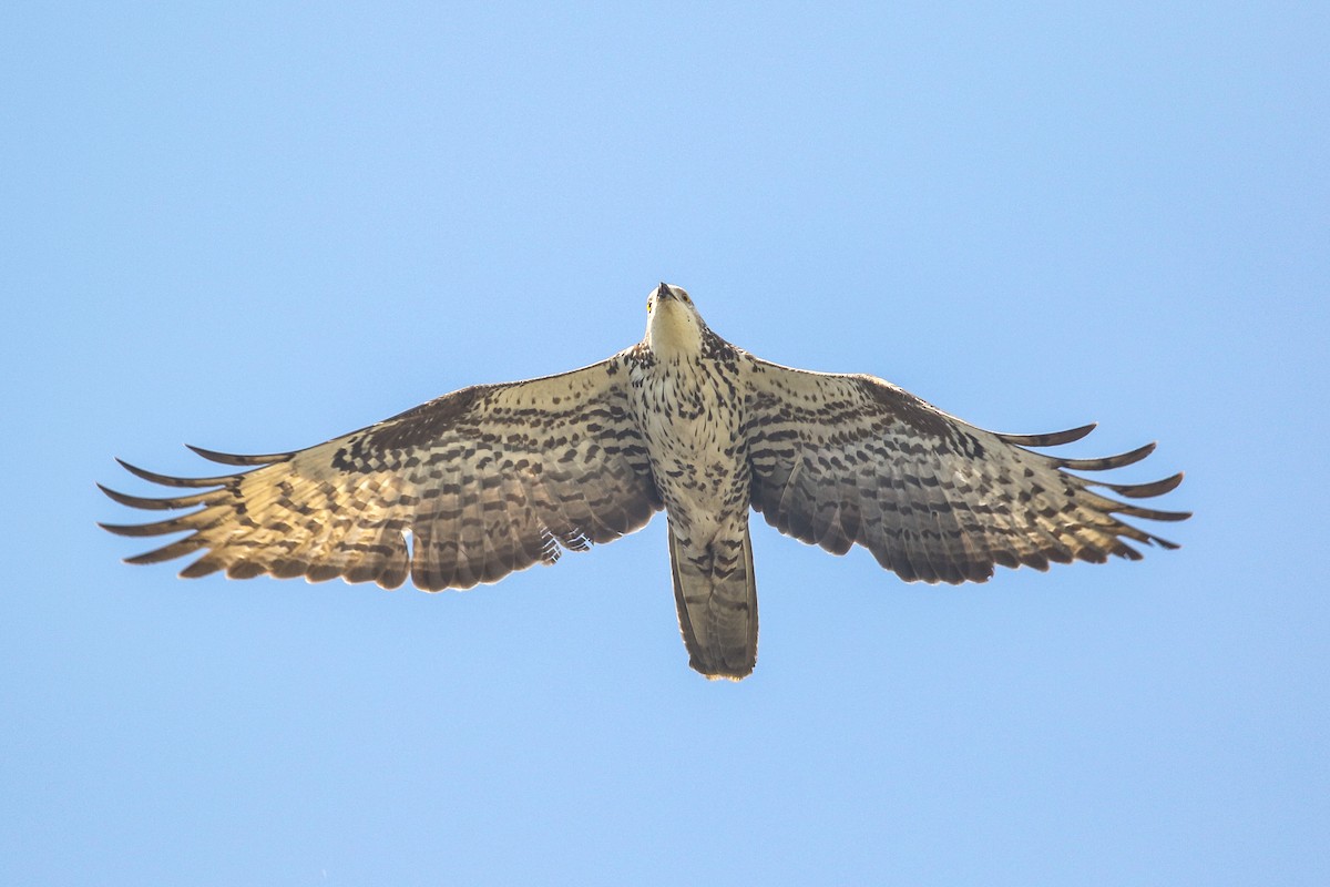 European Honey-buzzard - ML620603843