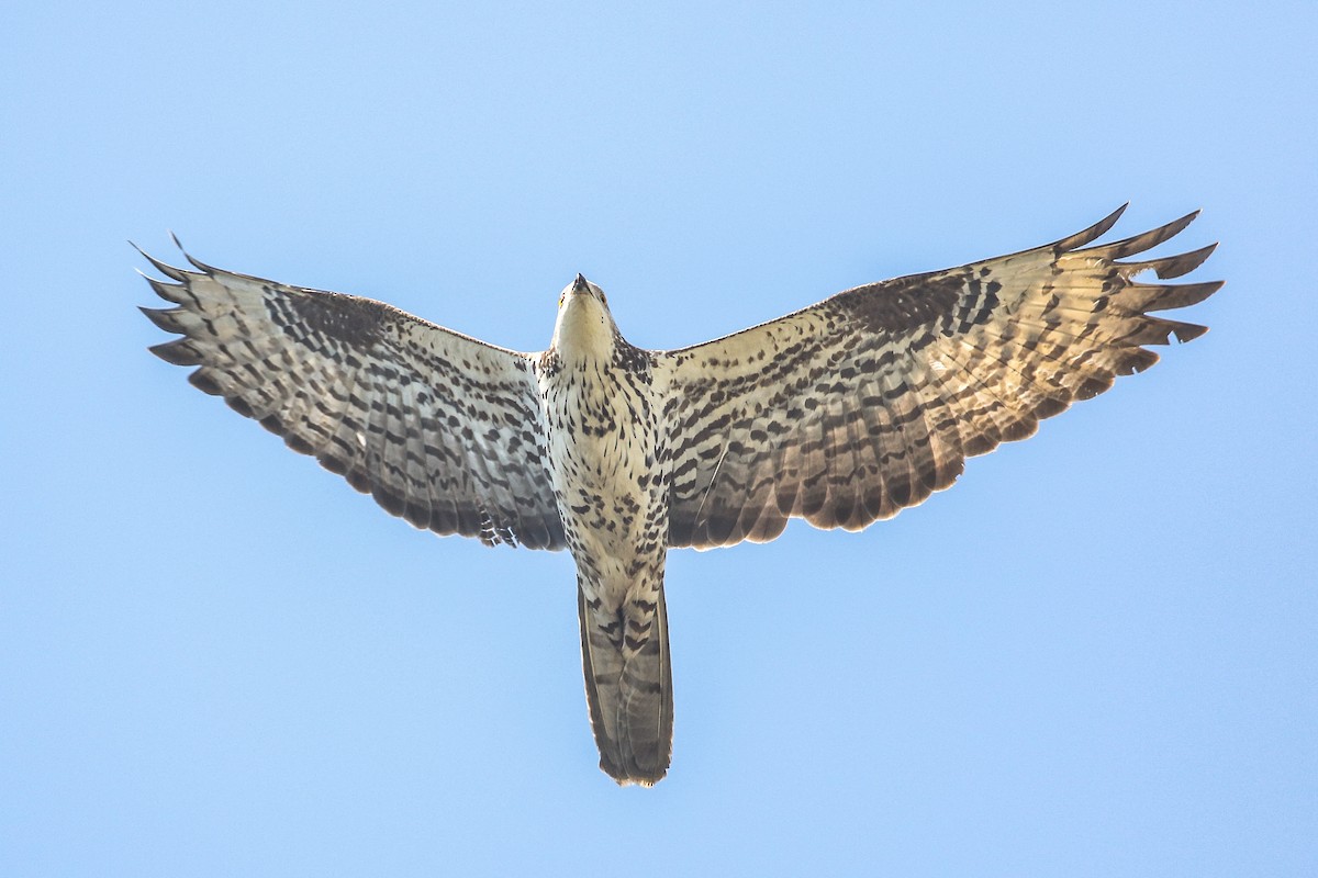 European Honey-buzzard - ML620603844