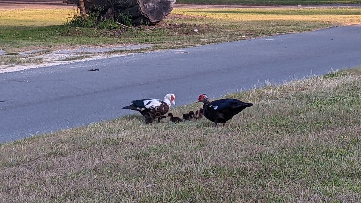 Muscovy Duck (Domestic type) - ML620603847