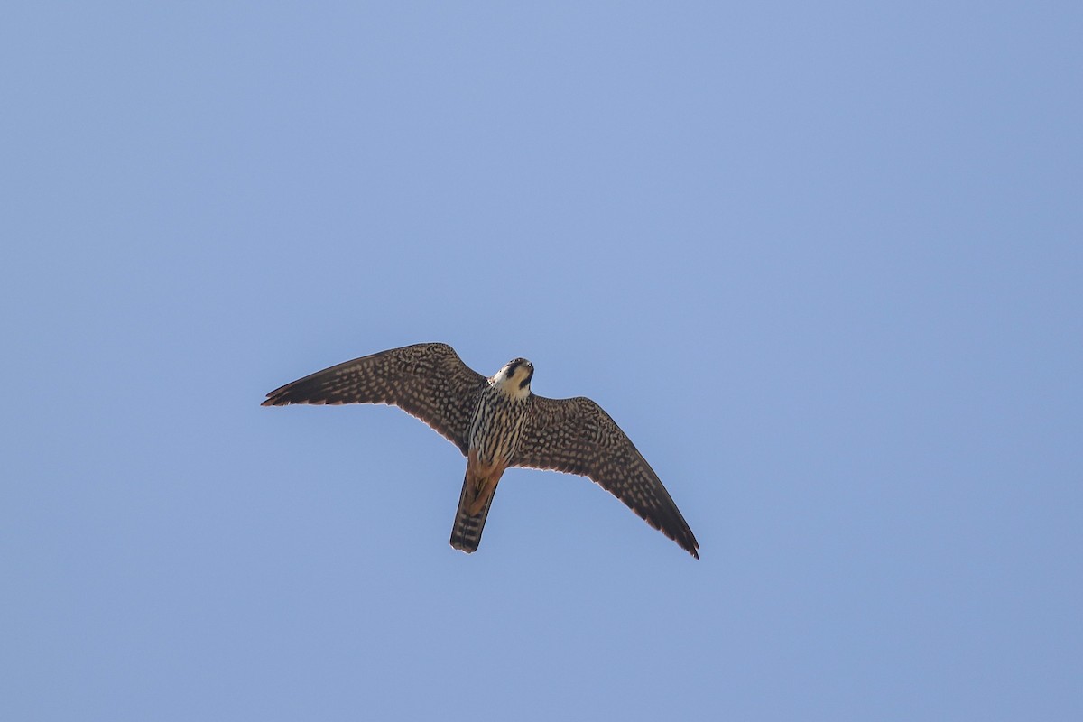 Eurasian Hobby - ML620603848