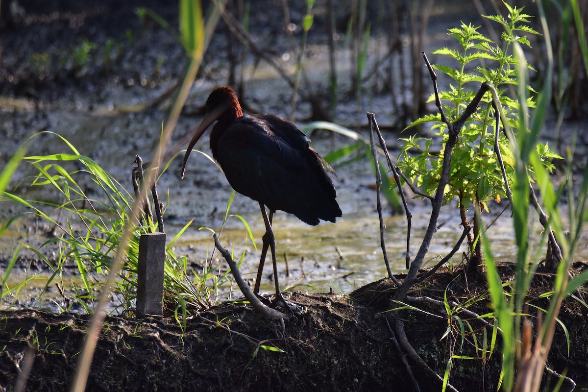 Glossy Ibis - ML620603849