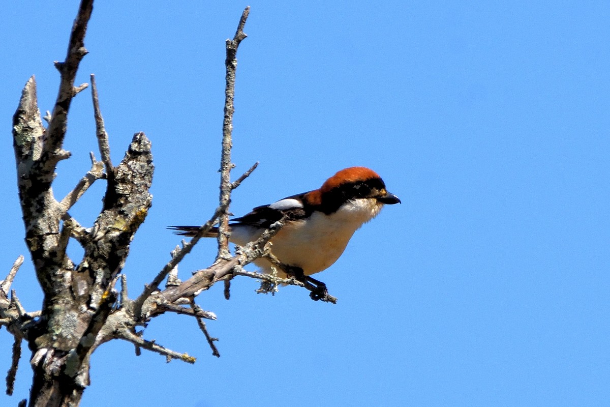 Woodchat Shrike - ML620603850