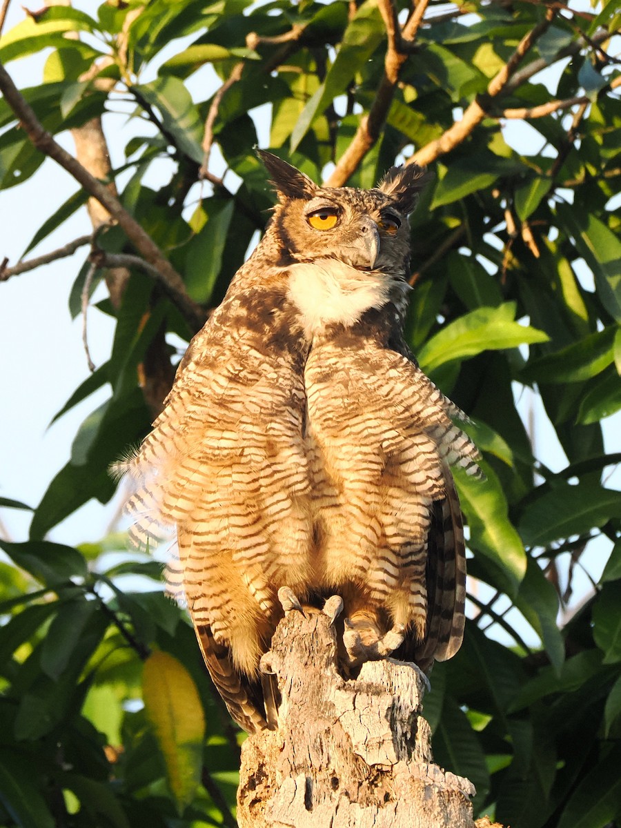Great Horned Owl - ML620603852