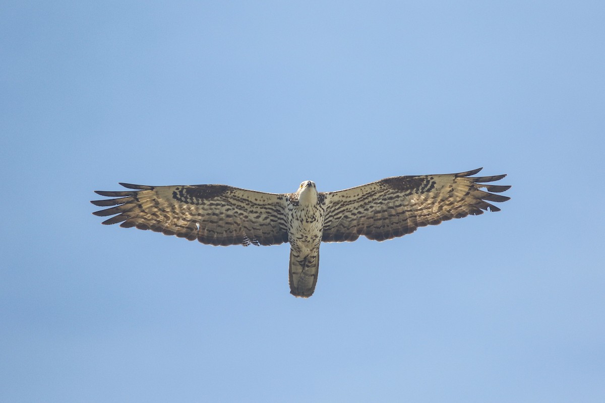 European Honey-buzzard - ML620603853