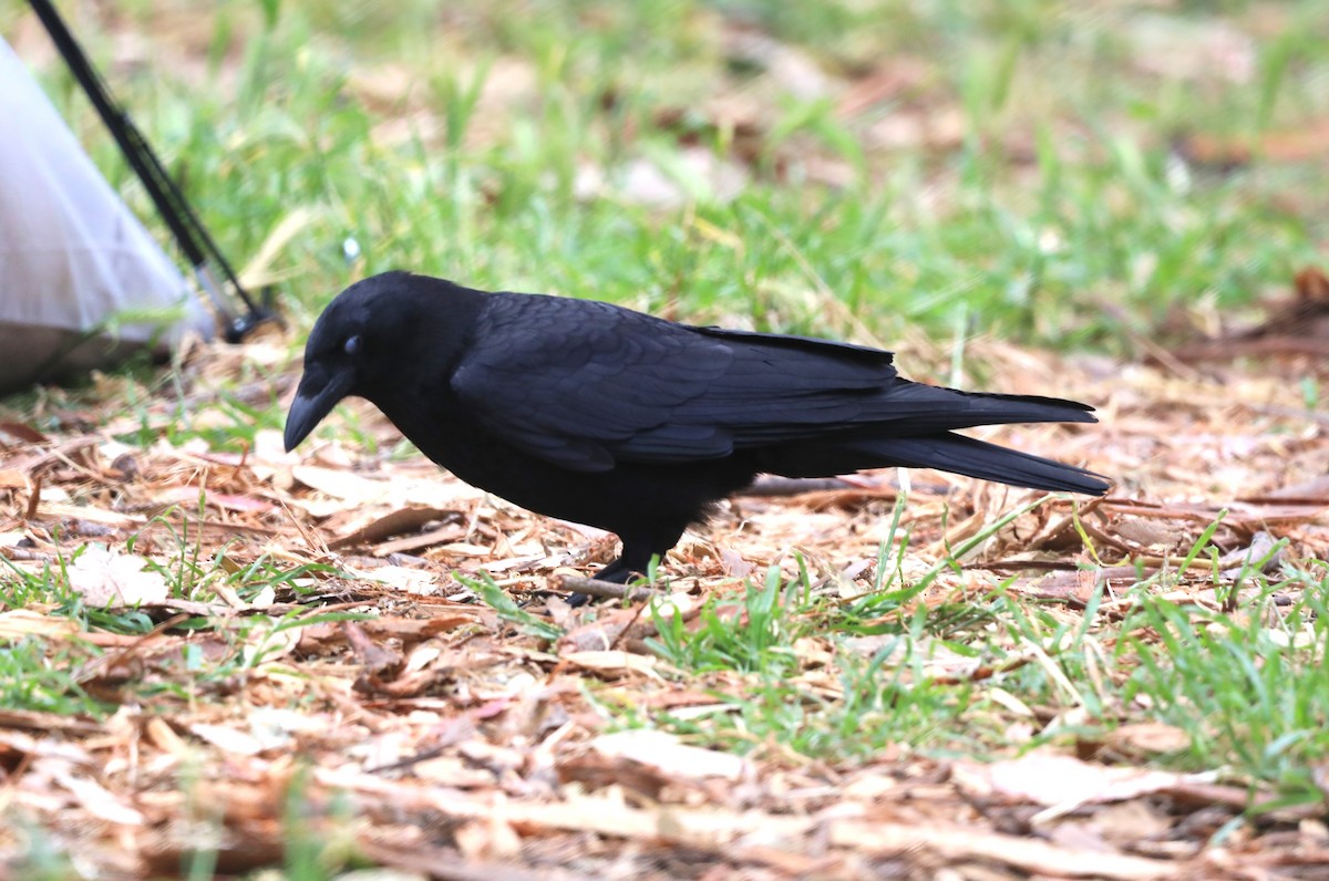 American Crow - ML620603859