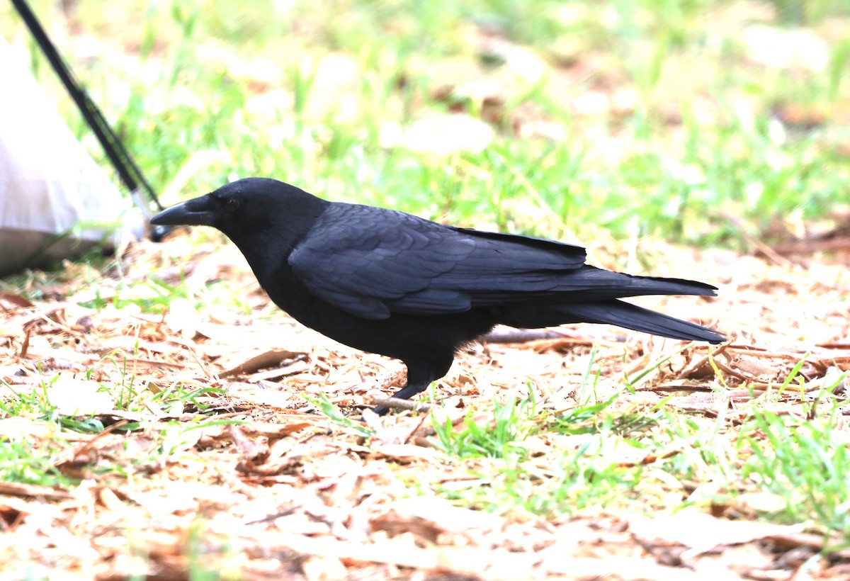 American Crow - ML620603860